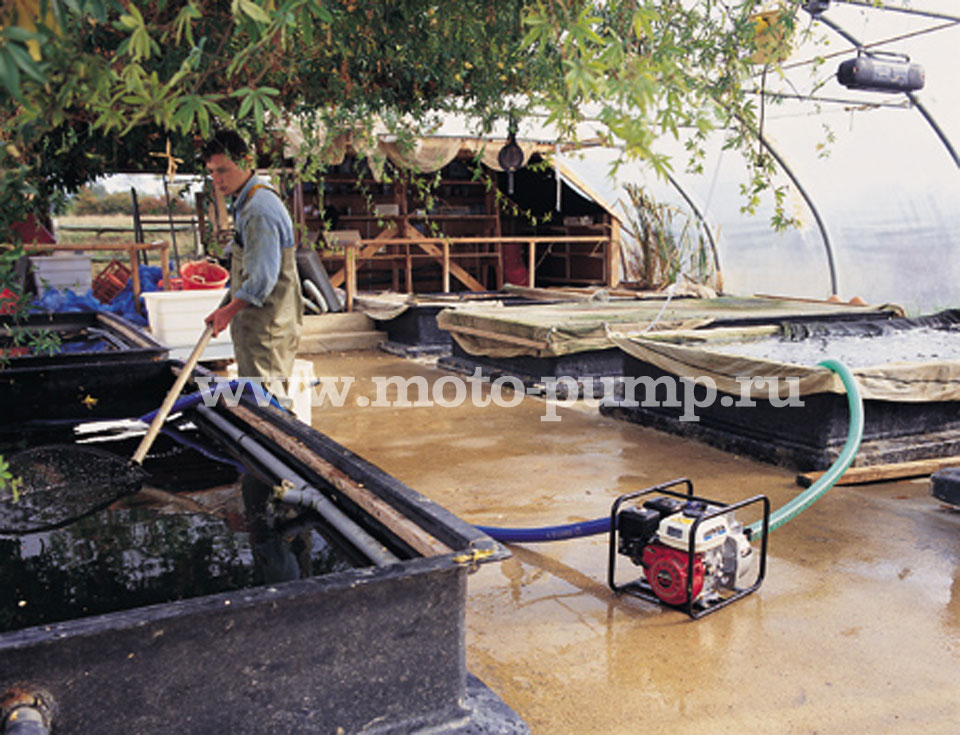 применение мотопомпы Honda WB20 в рыбном хозяйстве